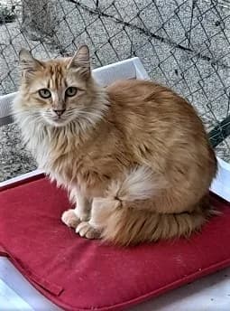 Princesse, Roux female European Shorthair for adoption at Association Secours Protection Animale (Manosque), Manosque