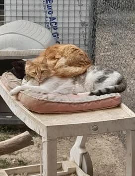 Princesse, Roux female European Shorthair for adoption at Association Secours Protection Animale (Manosque), Manosque — photo 2 of 31