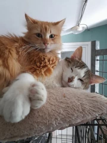 Princesse, Roux female European Shorthair for adoption at Association Secours Protection Animale (Manosque), Manosque — photo 3 of 31