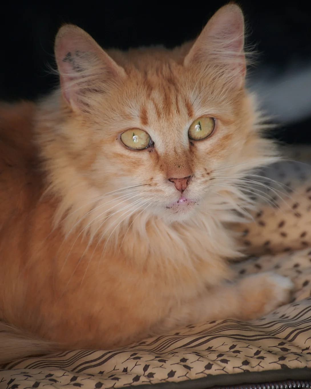 Princesse, Roux female European Shorthair for adoption at Association Secours Protection Animale (Manosque), Manosque — photo 4 of 31
