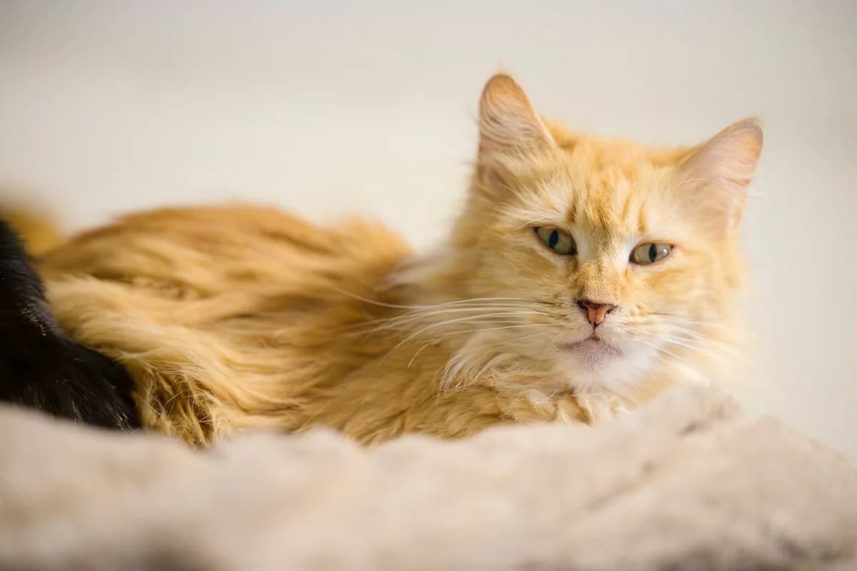 Princesse, Roux female European Shorthair for adoption at Association Secours Protection Animale (Manosque), Manosque — photo 5 of 31