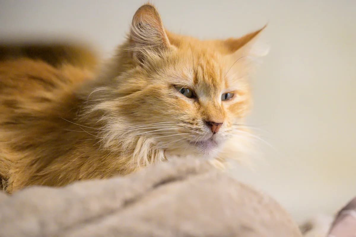 Princesse, Roux female European Shorthair for adoption at Association Secours Protection Animale (Manosque), Manosque — photo 6 of 31
