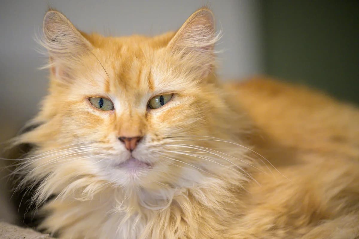 Princesse, Roux female European Shorthair for adoption at Association Secours Protection Animale (Manosque), Manosque — photo 7 of 31