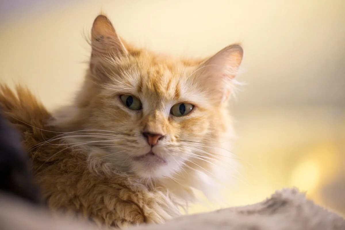 Princesse, Roux female European Shorthair for adoption at Association Secours Protection Animale (Manosque), Manosque — photo 8 of 31