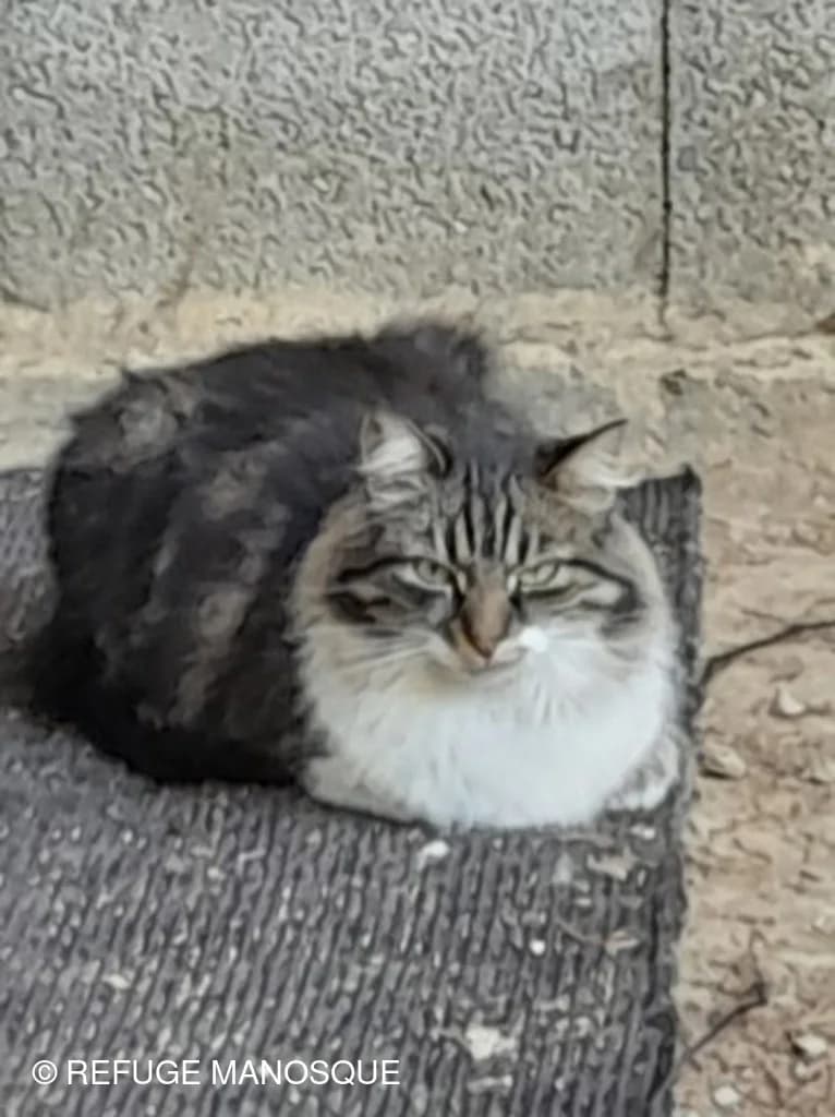 Oualy, Tigré blanc female 7yo European Shorthair for adoption at Association Secours Protection Animale (Manosque), Manosque