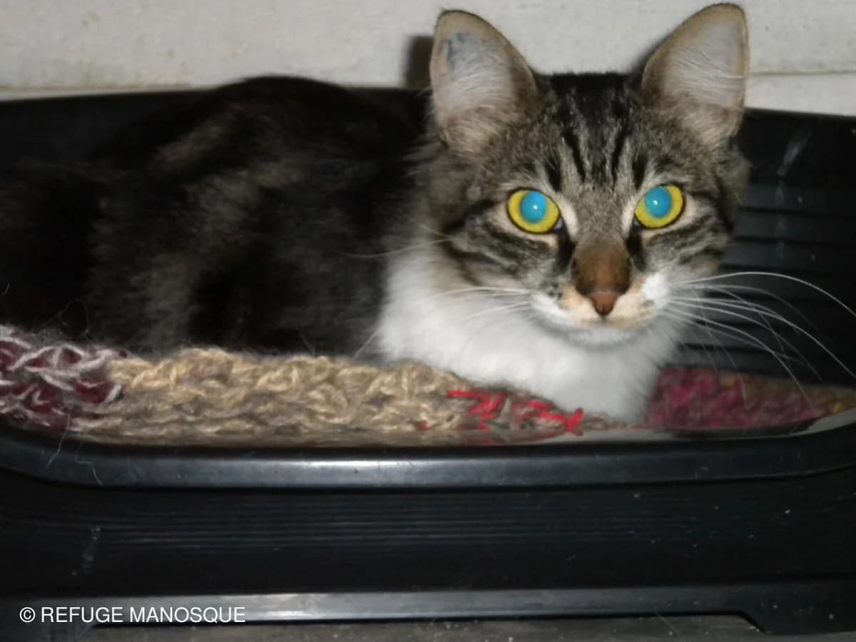 Oualy, Tigré blanc female European Shorthair for adoption at Association Secours Protection Animale (Manosque), Manosque — photo 2 of 25
