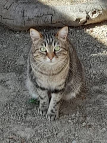 Omer, Tigré male 7yo European Shorthair for adoption at Association Secours Protection Animale (Manosque), Manosque