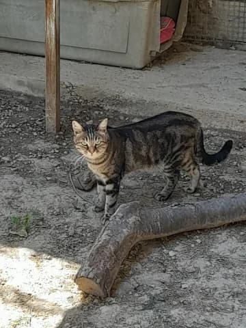 Omer, Tigré male European Shorthair for adoption at Association Secours Protection Animale (Manosque), Manosque — photo 2 of 27