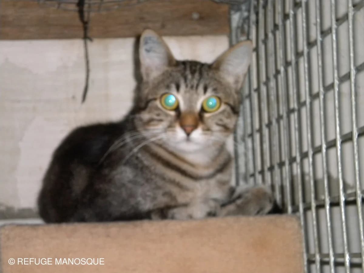 Omer, Tigré male European Shorthair for adoption at Association Secours Protection Animale (Manosque), Manosque — photo 3 of 27