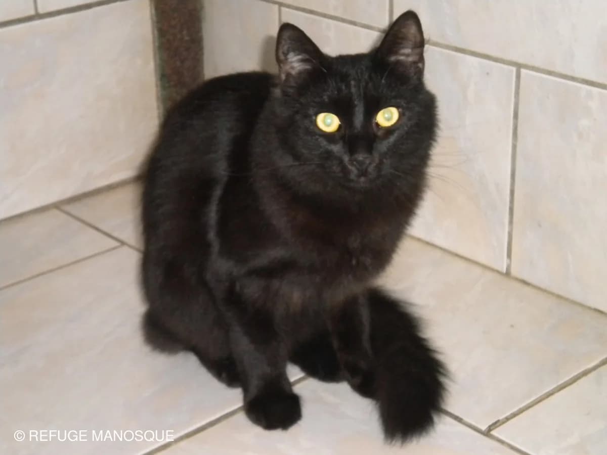 Oliver, Tigré male 7yo European Shorthair for adoption at Association Secours Protection Animale (Manosque), Manosque