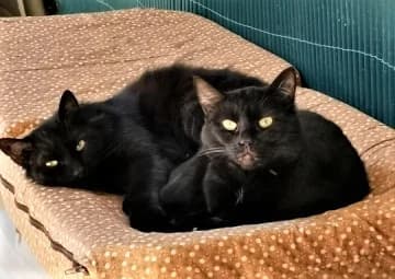 Oliver, Tigré male European Shorthair for adoption at Association Secours Protection Animale (Manosque), Manosque — photo 2 of 29