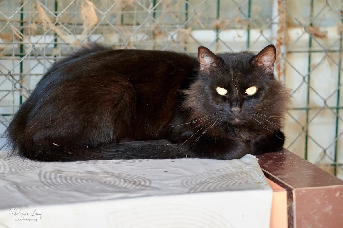 Oliver, Tigré male European Shorthair for adoption at Association Secours Protection Animale (Manosque), Manosque — photo 3 of 29