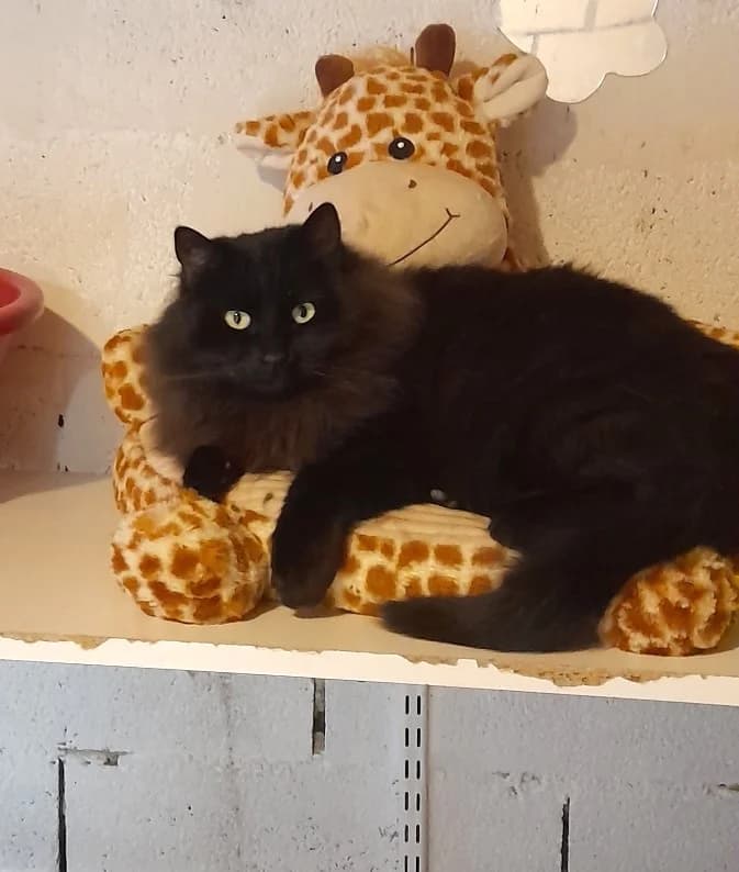 Oliver, Tigré male European Shorthair for adoption at Association Secours Protection Animale (Manosque), Manosque — photo 4 of 29