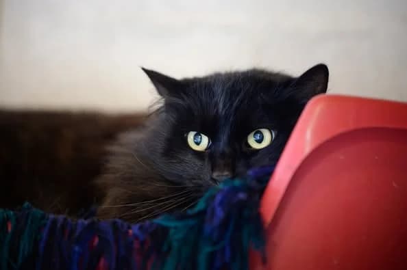 Oliver, Tigré male European Shorthair for adoption at Association Secours Protection Animale (Manosque), Manosque — photo 5 of 29