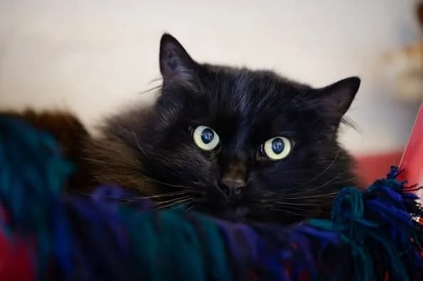 Oliver, Tigré male European Shorthair for adoption at Association Secours Protection Animale (Manosque), Manosque — photo 6 of 29