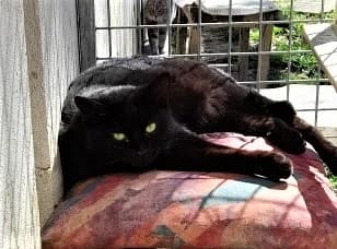 Oréa, Noir female European Shorthair for adoption at Association Secours Protection Animale (Manosque), Manosque