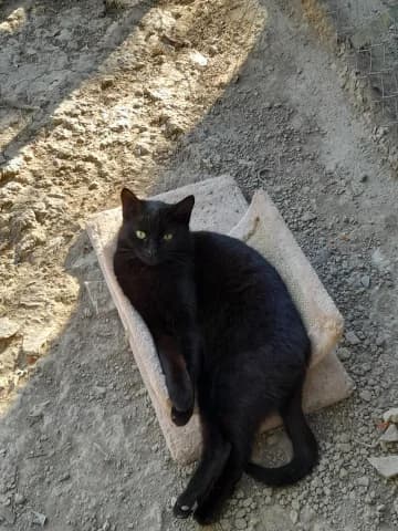Oréa, Noir female European Shorthair for adoption at Association Secours Protection Animale (Manosque), Manosque — photo 2 of 30