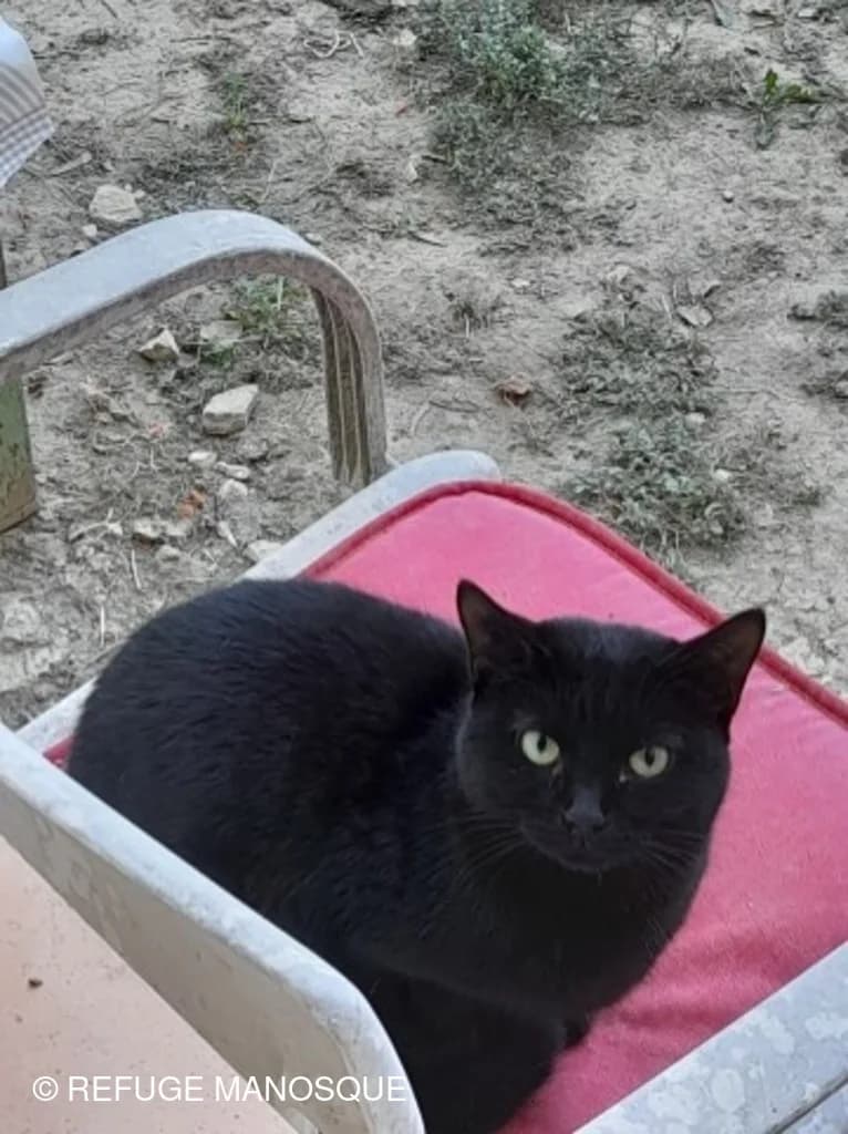 Oréa, Noir female European Shorthair for adoption at Association Secours Protection Animale (Manosque), Manosque — photo 3 of 30