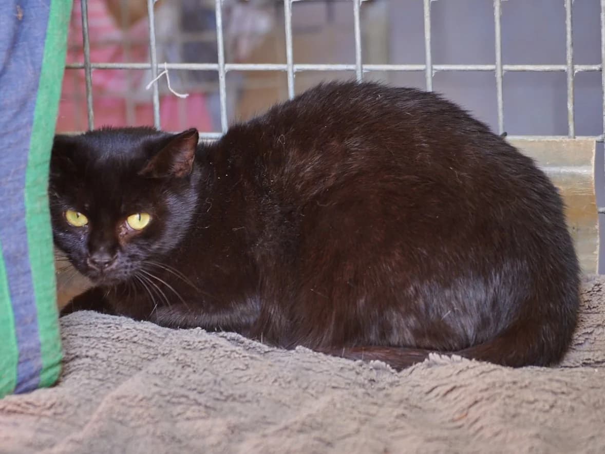 Oréa, Noir female European Shorthair for adoption at Association Secours Protection Animale (Manosque), Manosque — photo 4 of 30