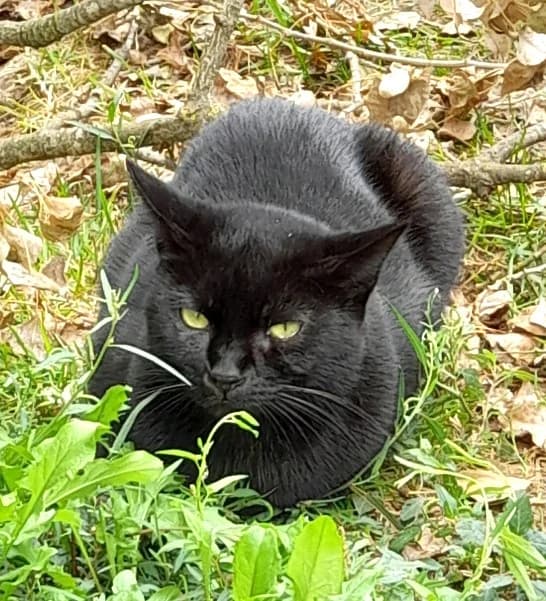 Oréa, Noir female European Shorthair for adoption at Association Secours Protection Animale (Manosque), Manosque — photo 5 of 30