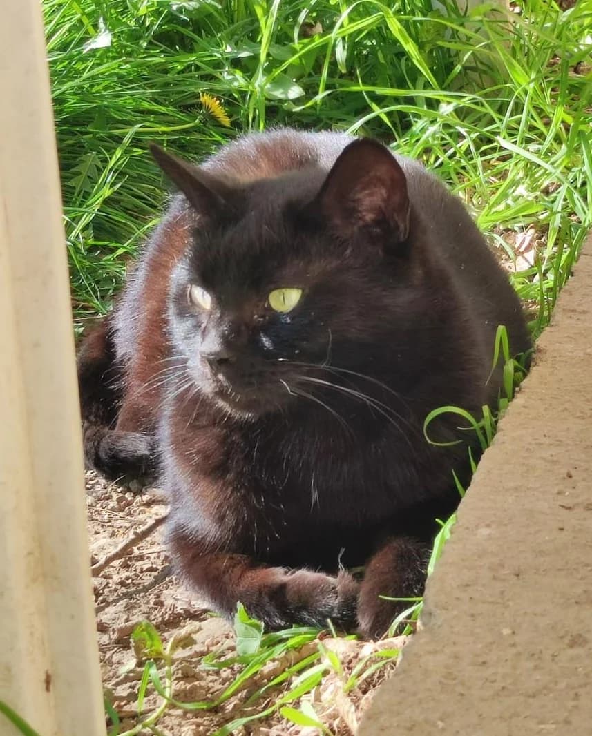 Oréa, Noir female European Shorthair for adoption at Association Secours Protection Animale (Manosque), Manosque — photo 6 of 30