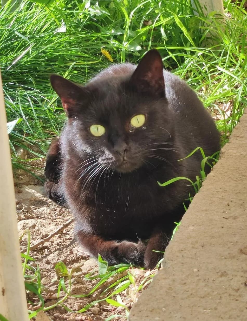 Oréa, Noir female European Shorthair for adoption at Association Secours Protection Animale (Manosque), Manosque — photo 7 of 30
