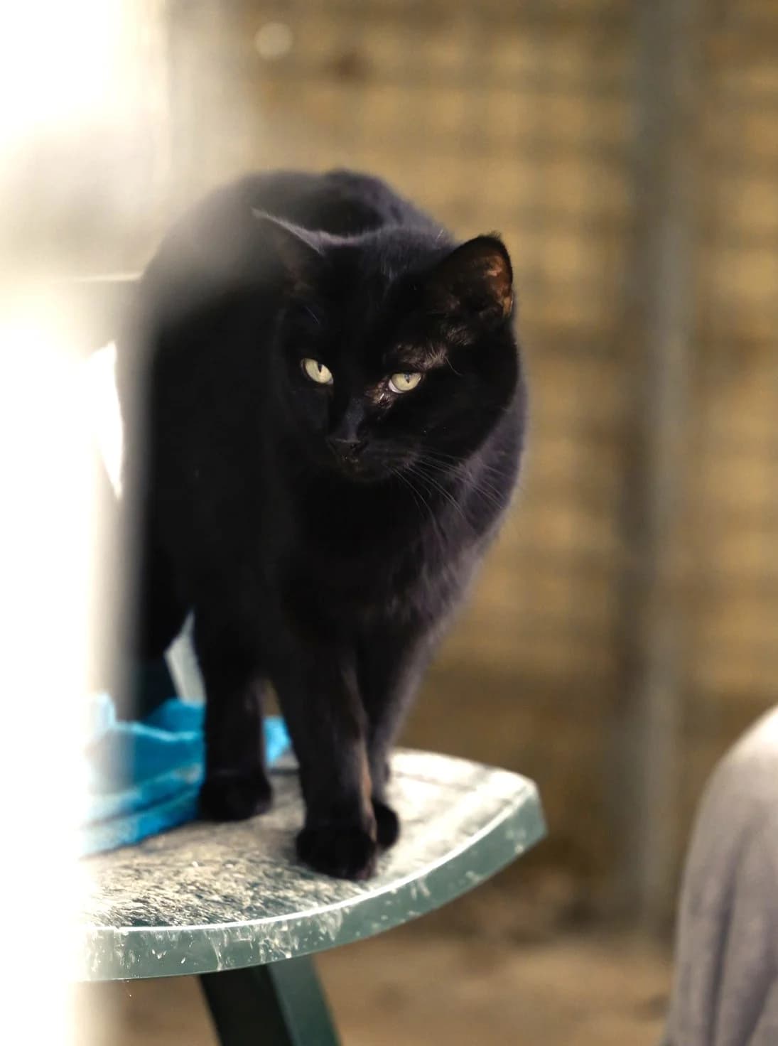 Ombre, Noir female European Shorthair for adoption at Association Secours Protection Animale (Manosque), Manosque