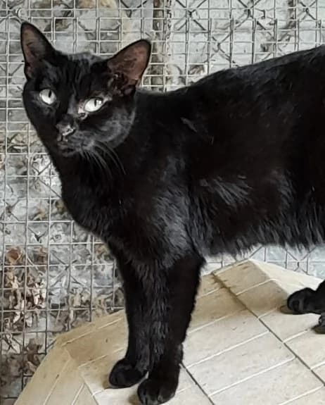 Ombre, Noir female European Shorthair for adoption at Association Secours Protection Animale (Manosque), Manosque — photo 2 of 28