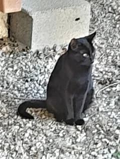 Ombre, Noir female European Shorthair for adoption at Association Secours Protection Animale (Manosque), Manosque — photo 4 of 28