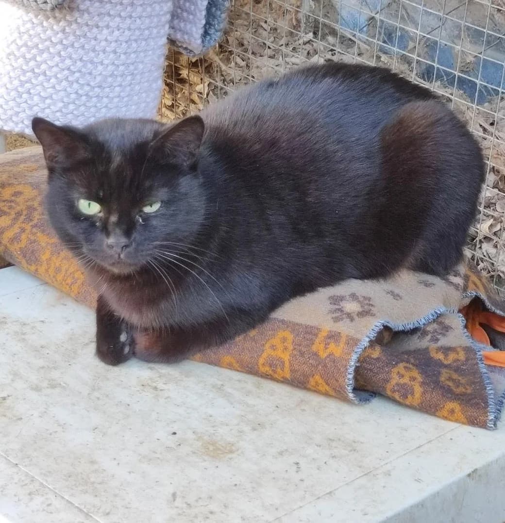 Ombre, Noir female European Shorthair for adoption at Association Secours Protection Animale (Manosque), Manosque — photo 5 of 28
