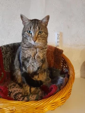 Max, Tigré male European Shorthair for adoption at Association Secours Protection Animale (Manosque), Manosque