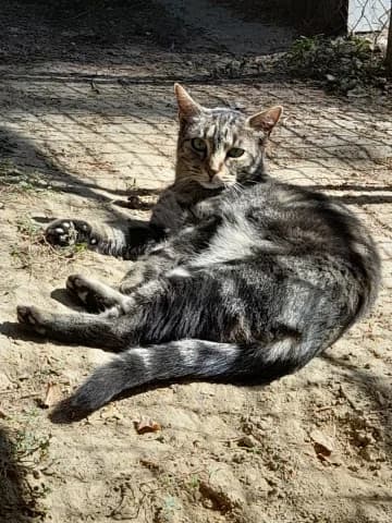 Max, Tigré male European Shorthair for adoption at Association Secours Protection Animale (Manosque), Manosque — photo 2 of 30