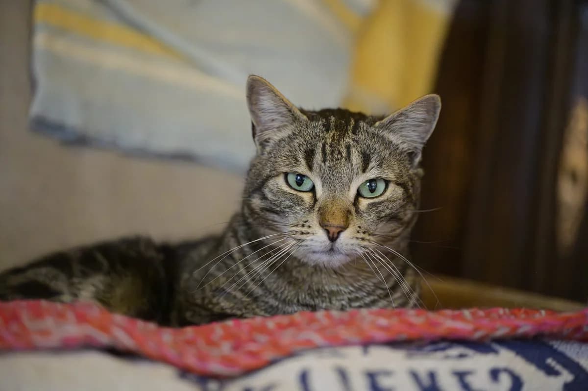 Max, Tigré male European Shorthair for adoption at Association Secours Protection Animale (Manosque), Manosque — photo 4 of 30