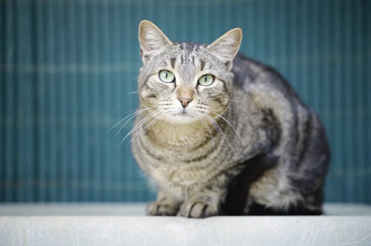 Max, Tigré male European Shorthair for adoption at Association Secours Protection Animale (Manosque), Manosque — photo 5 of 30