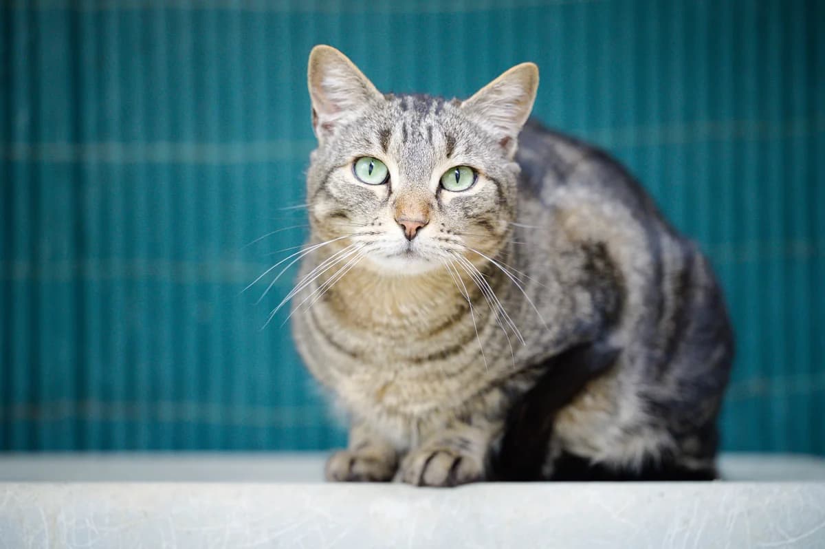 Max, Tigré male European Shorthair for adoption at Association Secours Protection Animale (Manosque), Manosque — photo 6 of 30