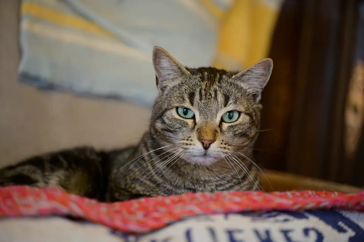 Max, Tigré male European Shorthair for adoption at Association Secours Protection Animale (Manosque), Manosque — photo 7 of 30