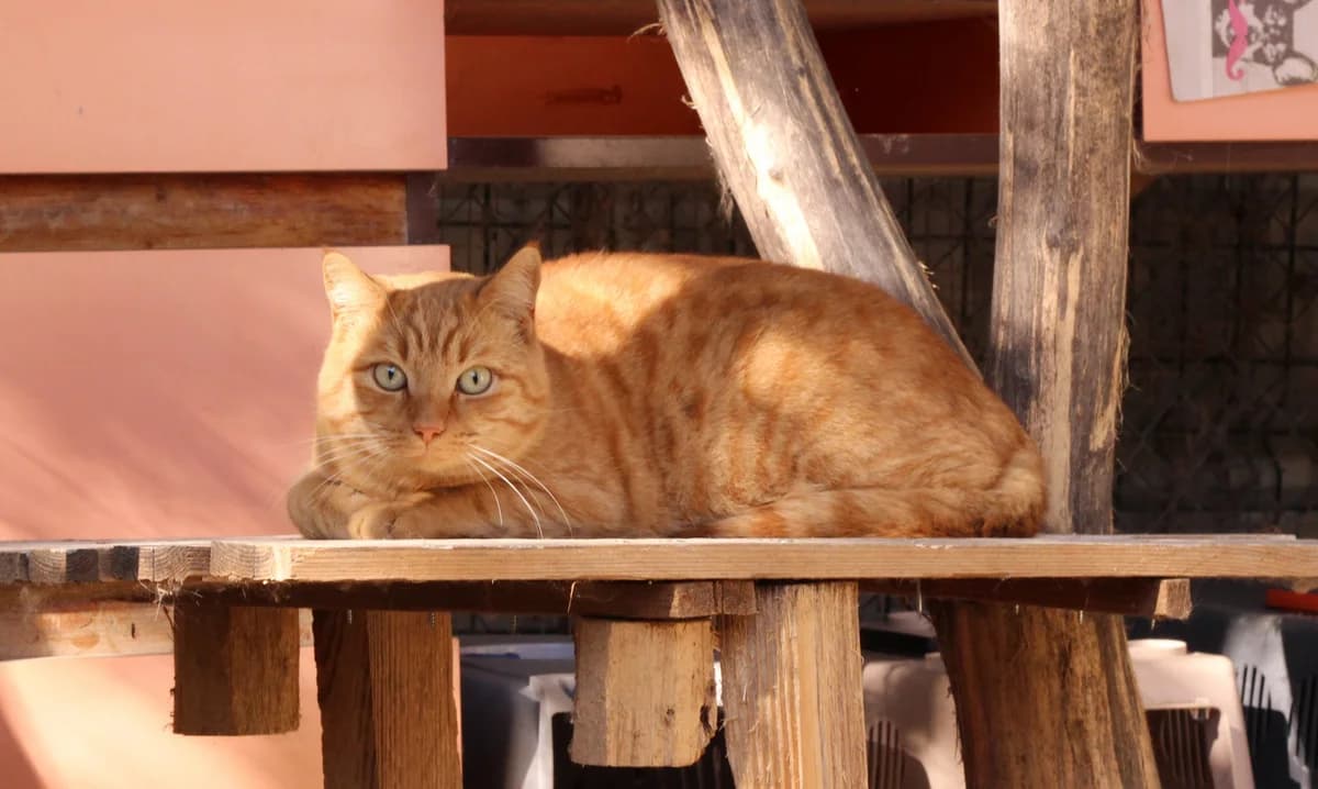 Marou, Tigré roux male European Shorthair for adoption at Association Secours Protection Animale (Manosque), Manosque