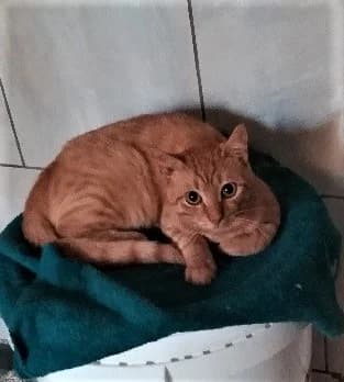 Marou, Tigré roux male European Shorthair for adoption at Association Secours Protection Animale (Manosque), Manosque — photo 2 of 27