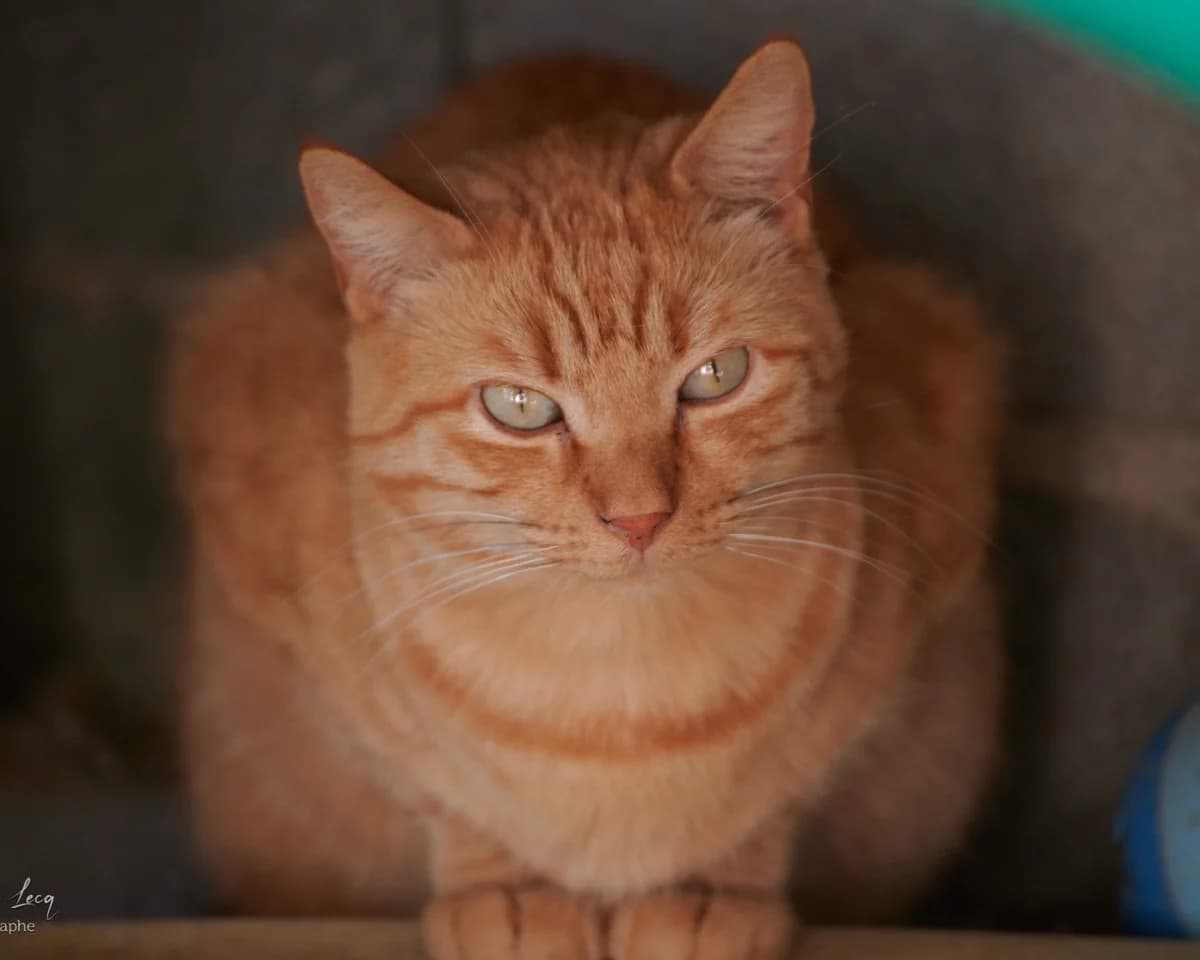 Marou, Tigré roux male European Shorthair for adoption at Association Secours Protection Animale (Manosque), Manosque — photo 3 of 27