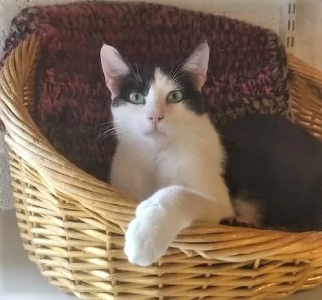 Hugo, Noir et blanc male European Shorthair for adoption at Association Secours Protection Animale (Manosque), Manosque