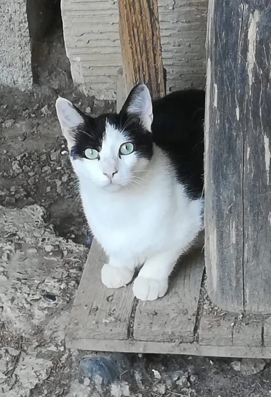 Hugo, Noir et blanc male European Shorthair for adoption at Association Secours Protection Animale (Manosque), Manosque — photo 2 of 28