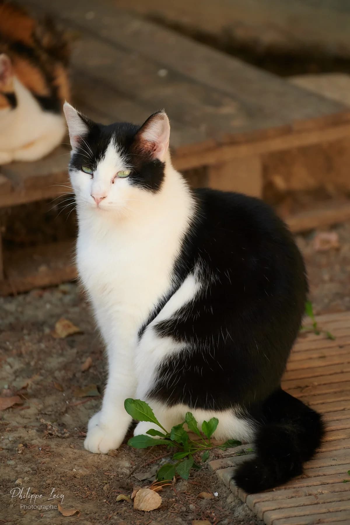 Hugo, Noir et blanc male European Shorthair for adoption at Association Secours Protection Animale (Manosque), Manosque — photo 3 of 28