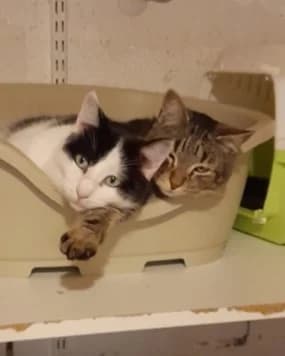 Hugo, Noir et blanc male European Shorthair for adoption at Association Secours Protection Animale (Manosque), Manosque — photo 4 of 28