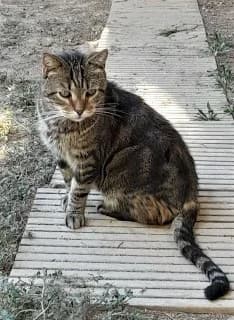 Harvey, Tigré male European Shorthair for adoption at Association Secours Protection Animale (Manosque), Manosque — photo 2 of 26