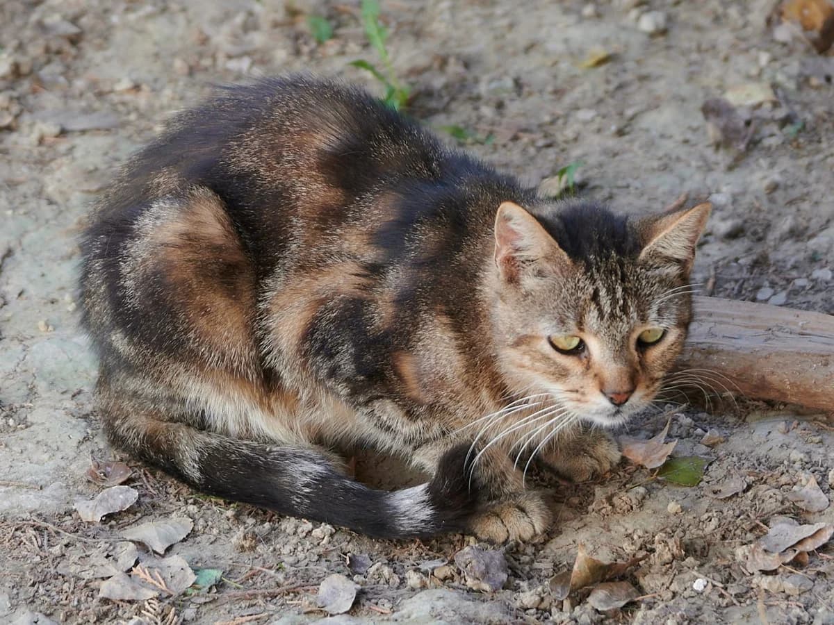 Harvey, Tigré male European Shorthair for adoption at Association Secours Protection Animale (Manosque), Manosque — photo 3 of 26