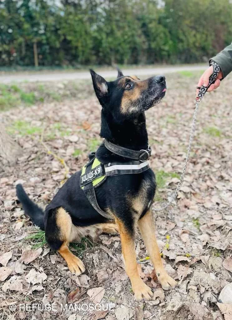 Harvey, Tigré male European Shorthair for adoption at Association Secours Protection Animale (Manosque), Manosque — photo 5 of 26