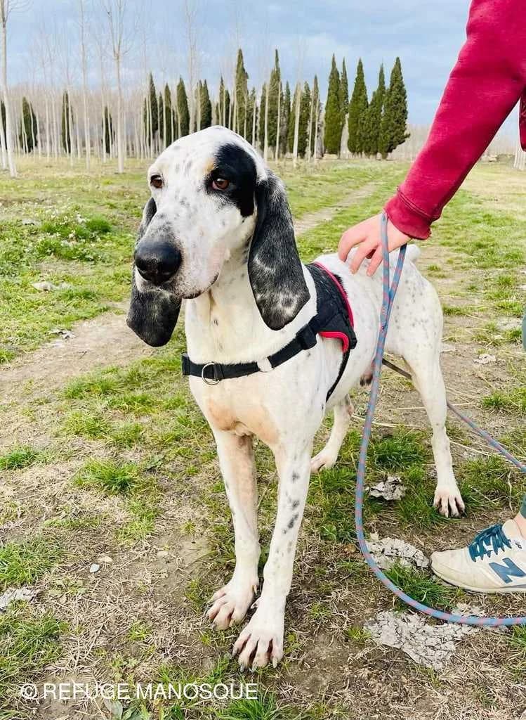 Harvey, Tigré male European Shorthair for adoption at Association Secours Protection Animale (Manosque), Manosque — photo 7 of 26