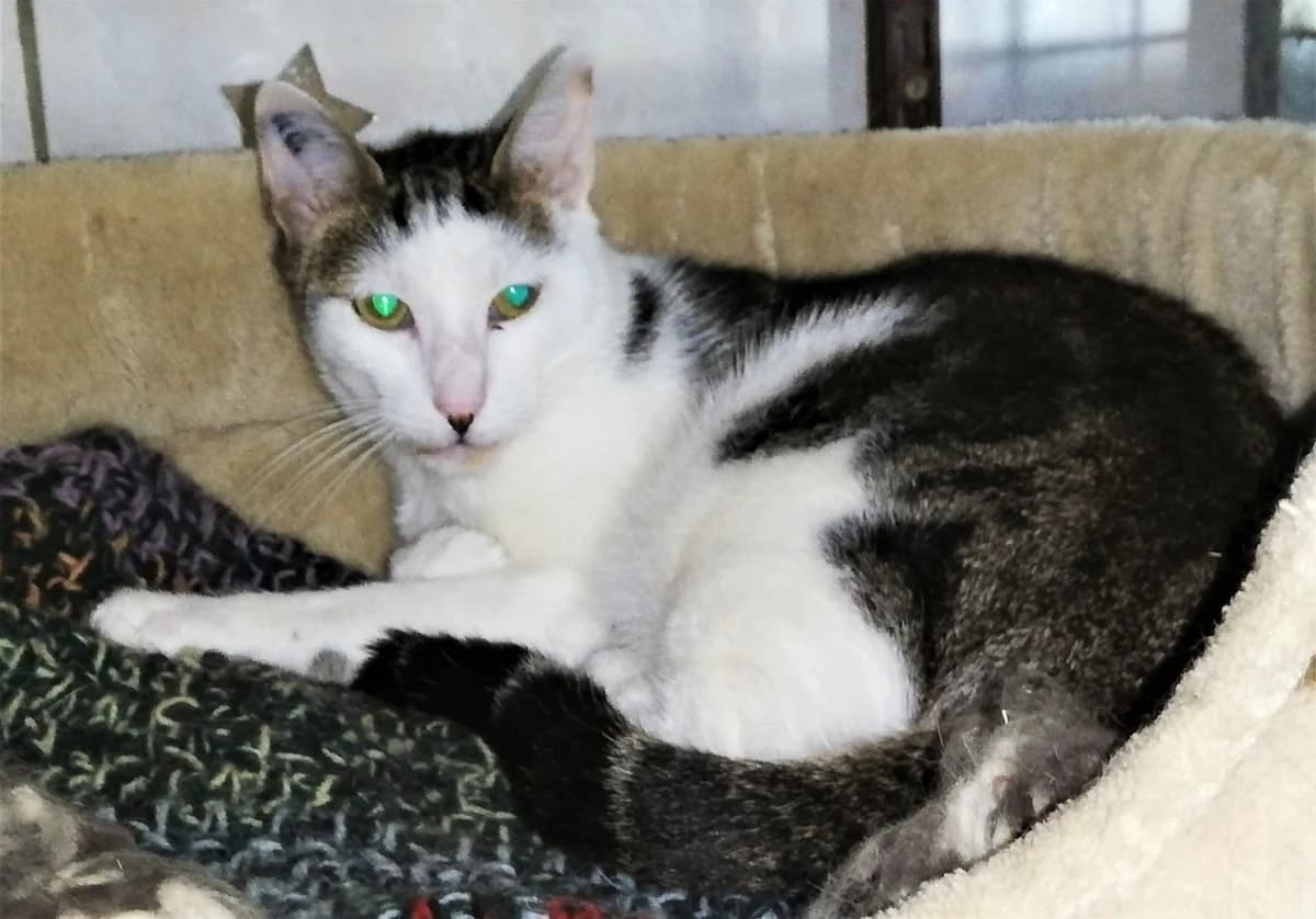 Gandhi, Tigré et blanc male European Shorthair for adoption at Association Secours Protection Animale (Manosque), Manosque