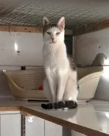 Gandhi, Tigré et blanc male European Shorthair for adoption at Association Secours Protection Animale (Manosque), Manosque — photo 3 of 28