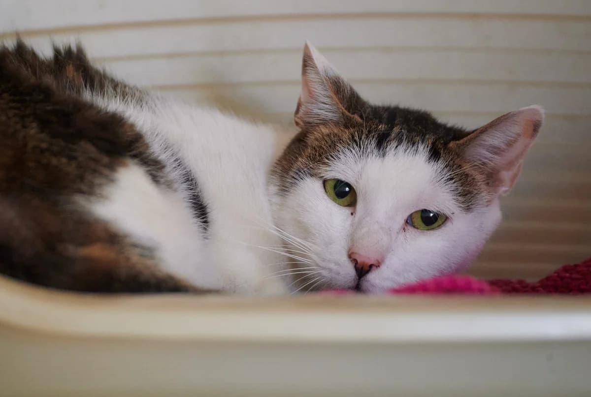 Gandhi, Tigré et blanc male European Shorthair for adoption at Association Secours Protection Animale (Manosque), Manosque — photo 4 of 28